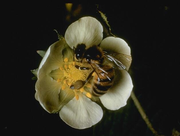 Adaptations for pollination: 1.