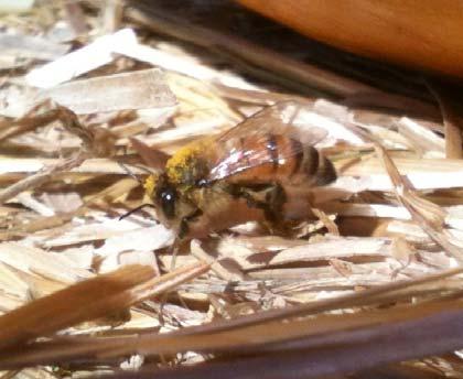 Honey bee husbandry in decline? Estimated 1.