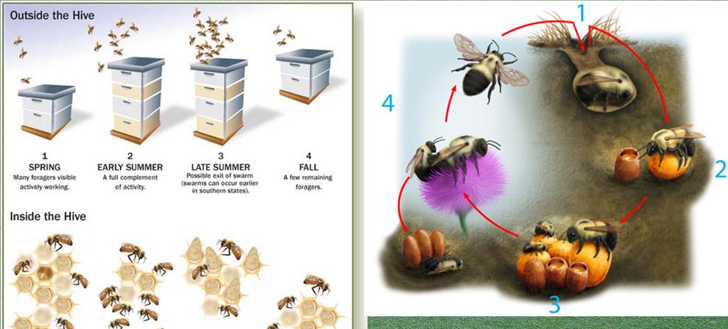Native bees at risk?