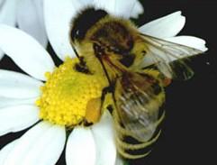 All bees are potentially exposed to pesticides