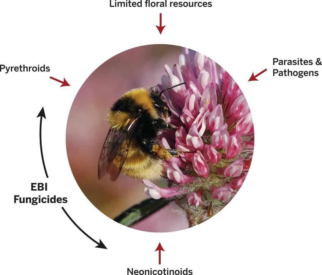 Multiple interacting stressors drive bee declines.