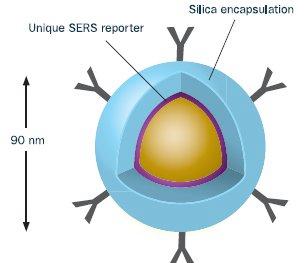 What are SERS particle Inner gold core surrounded by SERS reporter