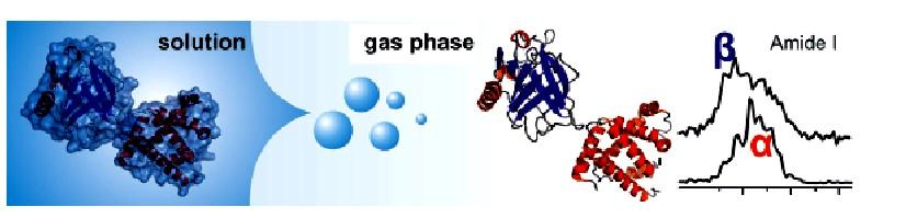 In this paper Can the structures of small to medium-sized proteins be conserved after transfer from the solution phase to the gas phase?
