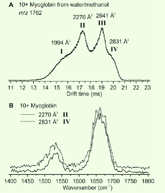 Amide-II 1525 cm-1 Amide-I 1655 cm-1 (helical) Amide-I 1639 cm-1 (β- sheet) Fig 3. Infrared spectra for gasphase and condensed-phase myoglobin and β-lactoglobulin.