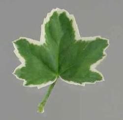 Leaf blade: color one: total area very small to small (2) 40.