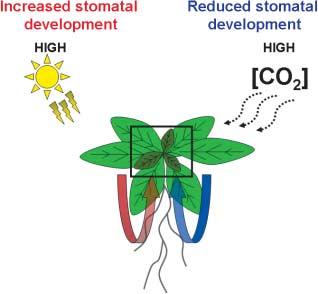 18 Review Fig. 4 A schematic representation of the regulation of stomatal development by systemic signalling.