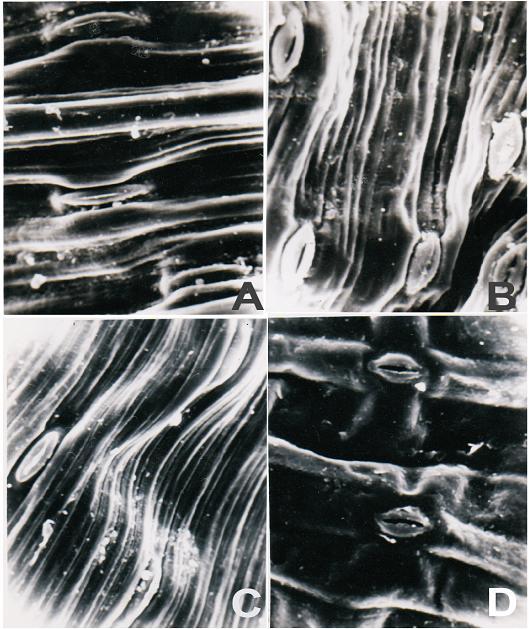 Population 2: Ridges and furrows are wavy with smooth and thin deposition of wax along veins. Stomata found in grooves are narrowly elliptic with closed aperture.