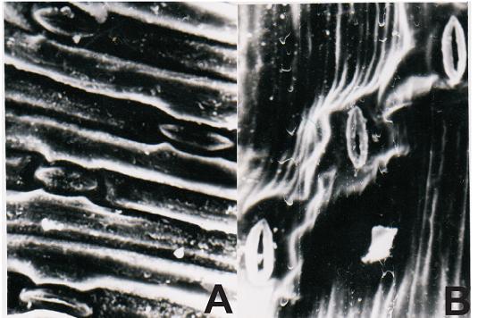 Figure 3 (A-B): Leaf surface morphology of Urginea indica kunth. populations.