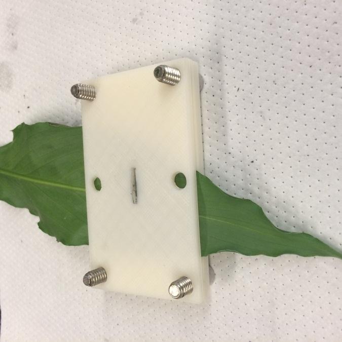 right assembled): a microfluidic chip placed between leaf veins