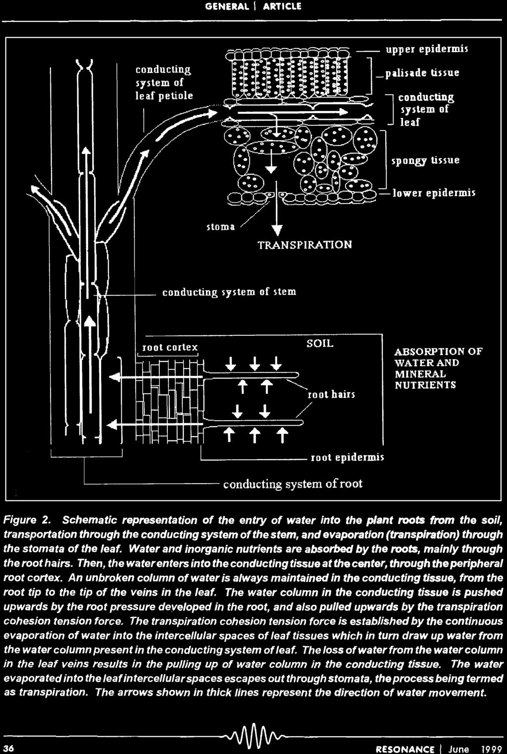 Schematic representation of the entry of water into the plant roots from the soil, transportation through the conducting system of the stem, and evaporation (transpiration) through the stomata of the