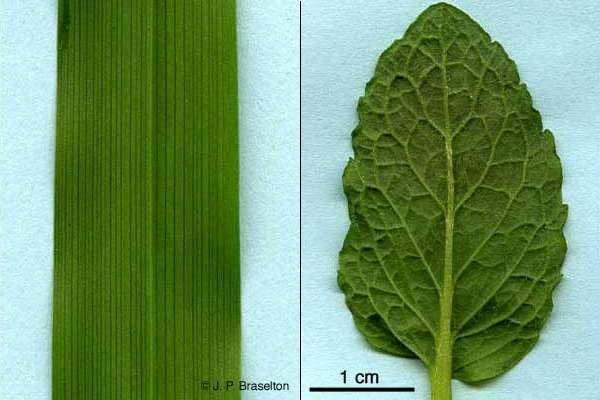 Name Date Block LAB What is in a Leaf? ACP Biology, NNHS OBJECTIVES:! Recognize each of the tissue types and structures found in leaves and explain what they do.