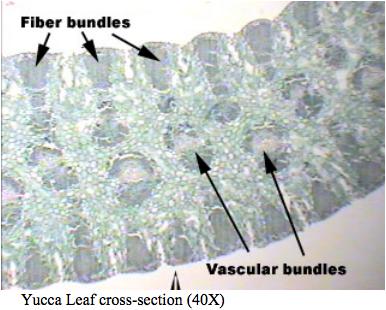 (4) Sclerophytes are plants adapted to resist animals, freezing temperatures, and ultraviolet light. Below is a cross-section of Nerium oleander.