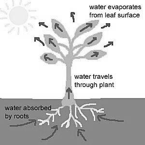 A. Definition the loss of water vapor from the leaves and stems of plants B.