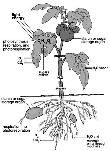 Source = leaves and other parts that do photosynthesis, also storage organs when food is taken out of storage 2.