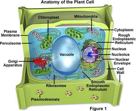 Recall the 3 major parts of a plant cell: 1) cell wall