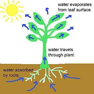Benefits of transpiration: assists in mineral