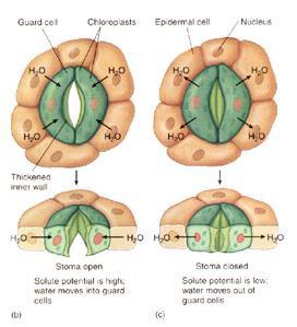 Stomatal Opening / Closing: GUARD CELLS: cells that flank the stomata and control stomatal diameter by