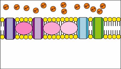 this stored energy is used to transport other molecules across the membrane: -K + ions pulled into cell