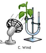 Wind Speed This affects the rate of water uptake because it increases the evaporation from the leaf
