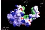ε = dielectric constant H + H-O-H 0-H Stabilizing force only if protein-protein and