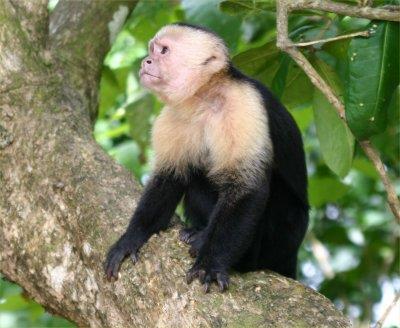 Primate Origin Monkeys divided into two types New world
