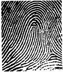You want to check a scarf for latent fingerprints at a crime scene. What fingerprint development technique should you use? (1) 31.