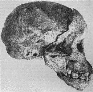 Gill Sans Bold The Taung baby Australopithecus africanus.