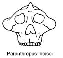 Gill Sans Bold Paranthropus boisei showing the sagittal crest and large molars. Body structure Thought to be a robust Australopithecus.
