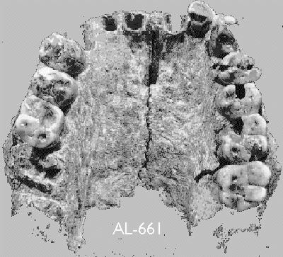 Gill Sans Bold Cranial capacity The cranial capacity was between 500 800 cc. Jaw of Homo habilis. Compare the shape of this jaw to the shape of the Australopithecus afarensis jaw.
