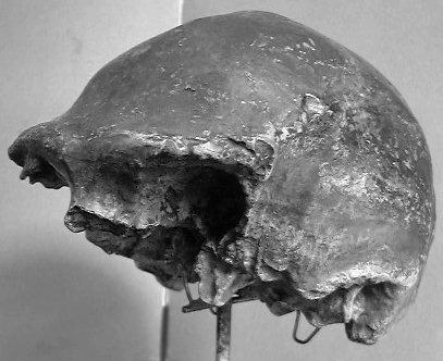 Gill Sans Bold Home erectus Homo erectus (Peking man) skull cap. Notice the heavy eyebrow ridge. (Photograph: Dr. Mark Leney hominid webjump) The skull of Homo erectus (800 00 400 000 years ago.