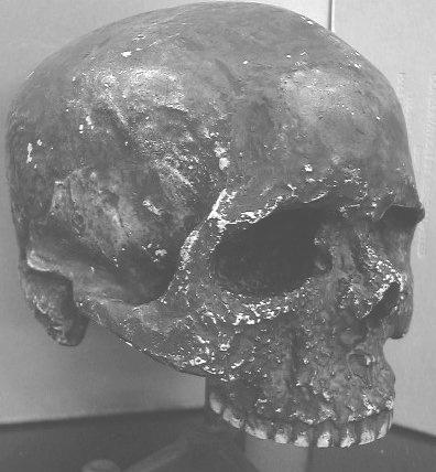 Gill Sans Bold Homo sapiens Cro Magnon skull. (Photograph: Dr. Mark Leney hominid.webjump) The earliest types of this modern species are called archaic Homo sapiens.