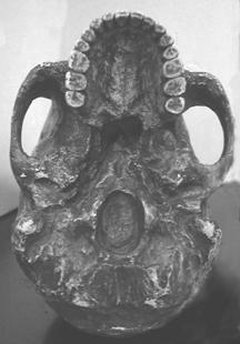Cro Magnon skull showing the position of the foramen magnum and the parabolic shaped dental arch. (Photograph: Dr.Mark Leney hominid.