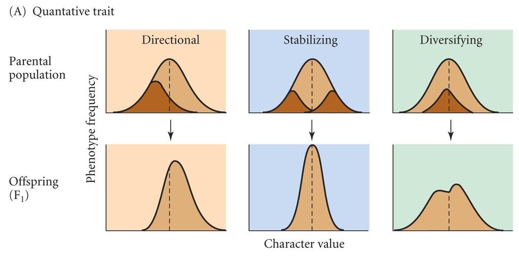 Three major categories of natural selection Selection favors change in mean character value Balancing Selection