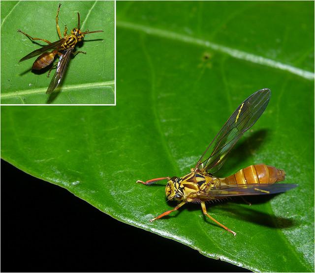 Selection for mimicry: wasps mimics Wasp model Wasp-mimicing
