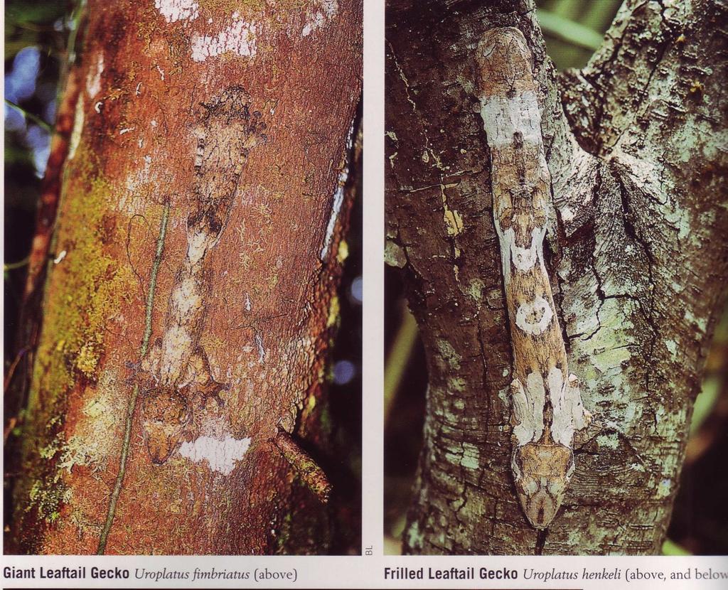 Camouflaged Lichen Geckos William W. Lamar, P.