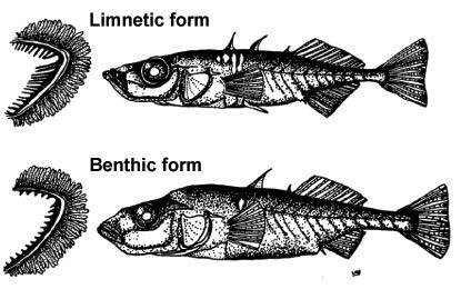 Competitive Character Displacement in Stickleback Fish,