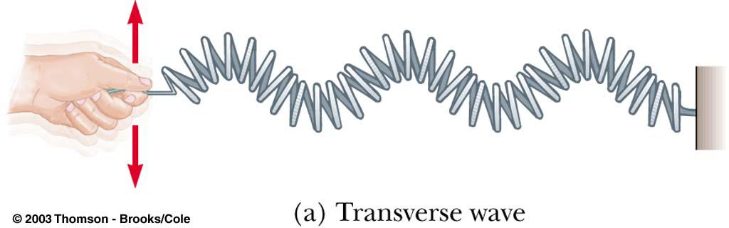 ransverse Waves Elements move perpendicular to wave motion