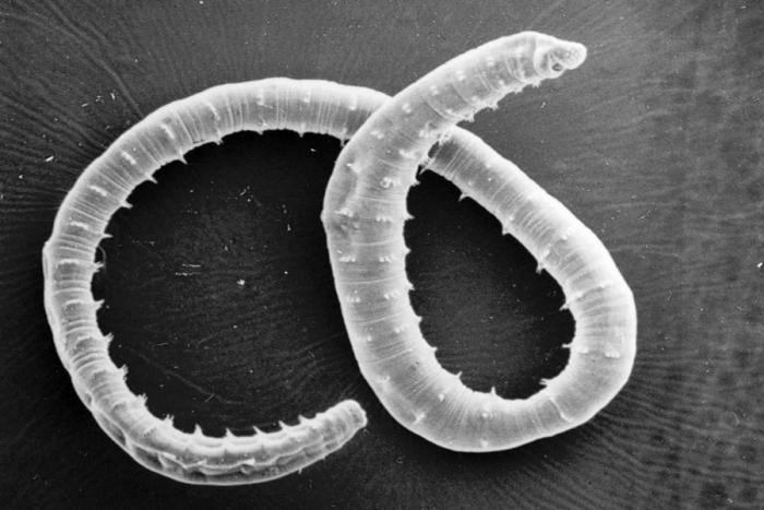 With a body diameter of about 0.2-2 mm, enchytraeids (potworms) belong to the mesofauna. About 700 species of Enchytraeidae have been described worldwide.