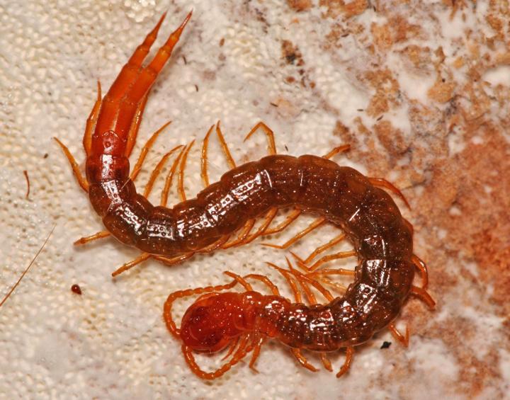 Chilopoda (centipedes), together with Diplopoda and the often neglected Pauropoda and Symphyla, belong to the myriapod Antennata (Myriapoda). Worldwide currently 3.