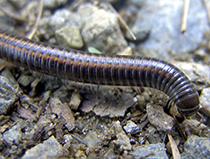 Diplopoda Like Chilopoda, Diplopoda (millipedes) belong to the myriapod Antennata (Myriapoda).