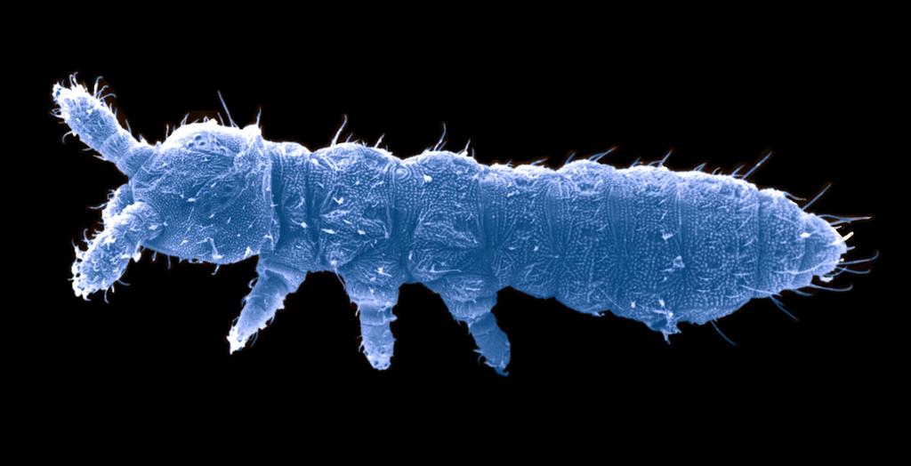 Springtails (Collembola) are the numerically most important hexapod species group in terrestrial ecosystems. Currently (2011) about 8000 species have been described worldwide.