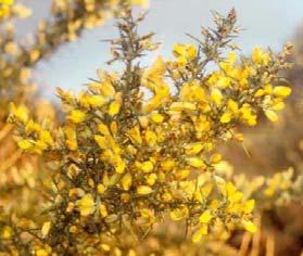 GORSE DISTRIBUTION GORSE (Ulex europaeus) 61 62 Spiny evergreen shrub Yellow pea-like flowers