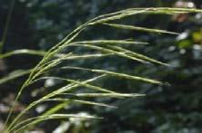 Spikelets on short stalks Hairy stems and