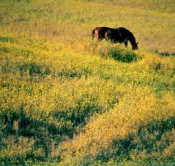 grasslands and pastures, edges of cropland,