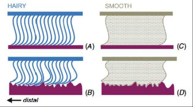 3.1.2 Adhesion mechanisms in biological systems Adhesion to mating surfaces is favorable for most of the insects, lizards, and marine animals as it renders their locomotion on natural surfaces with