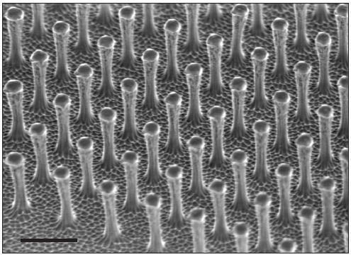 Figure 3-12: Polyimide micropillars fabricated via e-beam lithography[64] Casting techniques were the main methods to fabricate polymeric micropillars during the past decade.