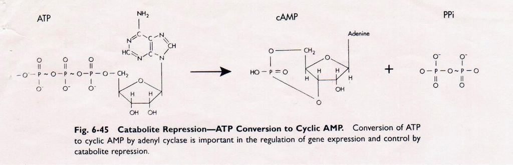Intracellular level camp are low when rapidly metabolizable substrate such as glucose are used Under these conditions, the CAP is unable to bind at the promoter region Consequently, RNA polymerase