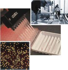 DNA microarrays consist of a library of genes immobilized in a grid, usually on a glass slide.