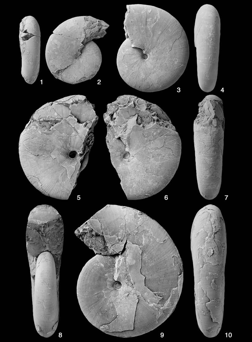 Stratigraphy of the Upper Cretaceous System in the Makarov Area 57 Fig. 21. Hypophylloceras (Neophylloceras) victriense Shigeta and Maeda, sp. nov.