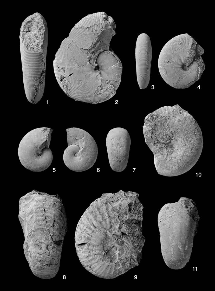 Stratigraphy of the Upper Cretaceous System in the Makarov Area 61 Fig. 24. 1 4, Hypophylloceras (Neophylloceras) cf. nera (Forbes). 1 2, NSM PM17178, from Loc. MK401